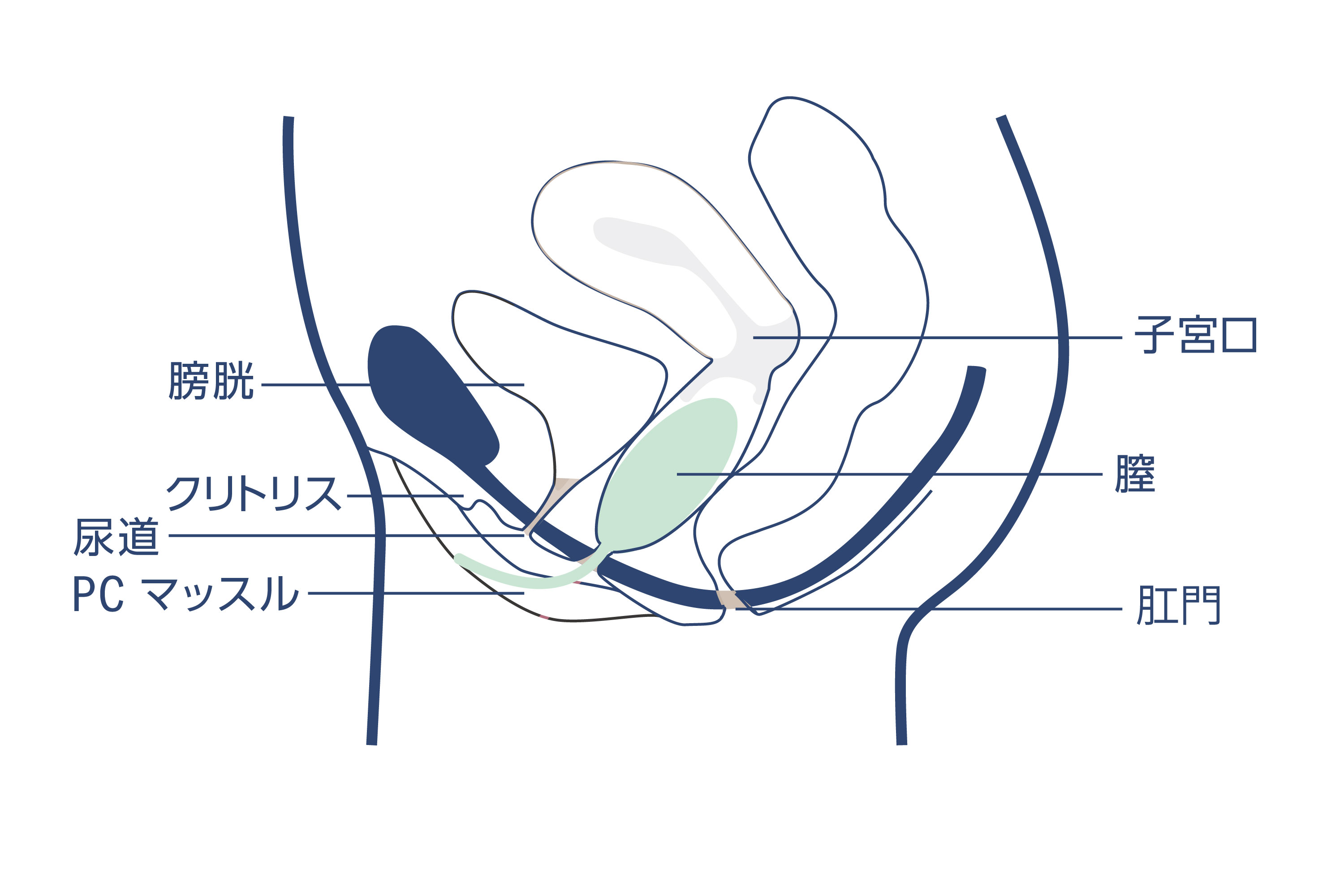 elvie エルビー トレーナー 使い方