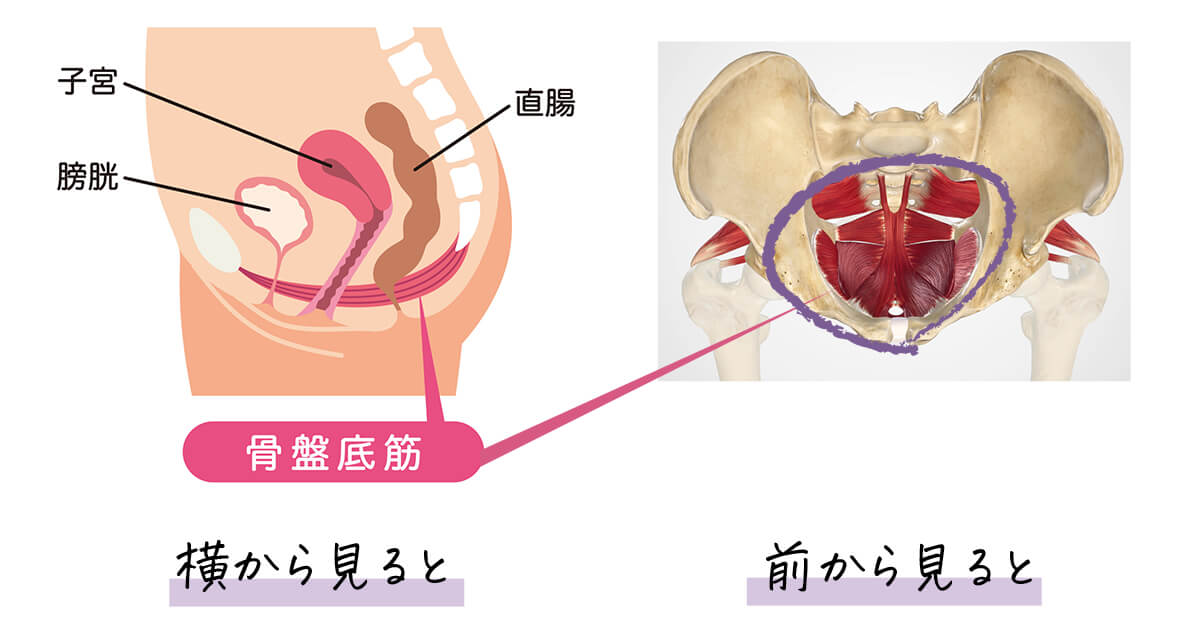 骨盤底筋とは？ 女性の骨盤の底を支える筋肉（インナーマッスル）の図解