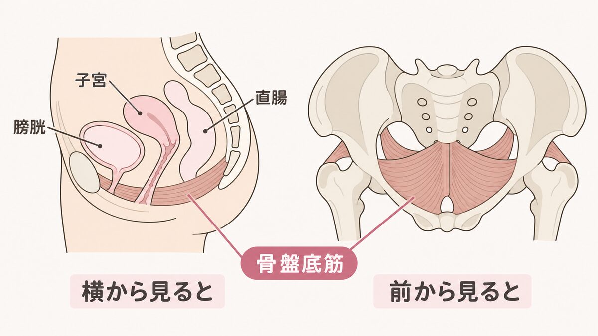骨盤底筋の位置(横から見ると・前から見ると)